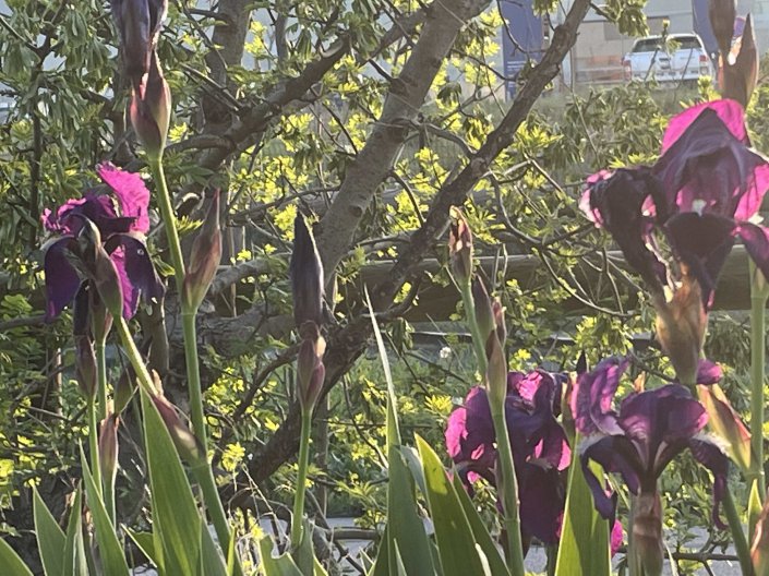 Le printemps met de la couleur dans notre jardin!